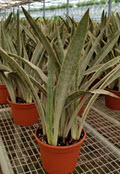 Sayuri Sansevieria